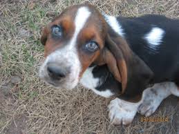 We are located near a little, little town called macy, indiana. Basset Hound Puppies For Sale In Norwich Ohio Classified Americanlisted Com
