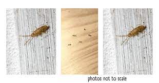 Bathroom Bugs Identification 15 Bugs