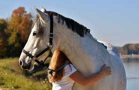 Keep Calm Ride On Meet The 5 Calmest Horse Breeds