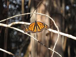 Monarch butterfly at Ellwood Mesa | Goleta, Calif. (December… | Flickr