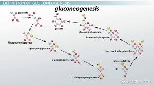 Gluconeogenesis Definition Steps Pathway