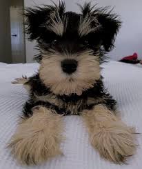 toy schnauzer guide size weight