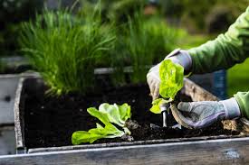Vegetable Gardening For Beginners How