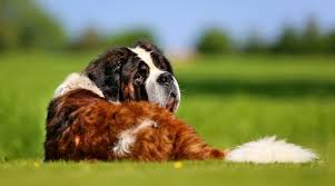 Dogs are a lot like humans in that the older they get, the harder it is to win the battle of the bulge, so age is one factor in obesity. 20 Lazy Low Energy Dog Breeds That Need Minimal Exercise