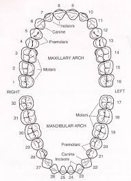 Universal Tooth Numbering Servident