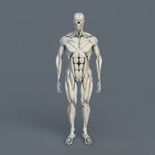 The muscles that move the human skeleton vary greatly in shape and size and extend to every part of our bodies. Anatomy Human Body Bones Muscles Free 3d Model Max Vray Open3dmodel 180062