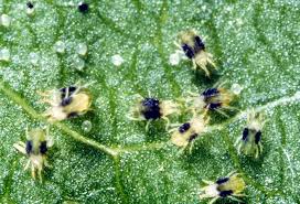 Maybe you would like to learn more about one of these? What Are Spider Mites And What Are They Doing With My Cannabis Plants Green Carpet Growing
