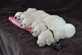 Milesbonanno published june 4, 2021 45,019 views $223.21 earned. Available English Cream Golden Retriever Puppies Puppies Sleeping Dogs White Golden Retriever Puppy