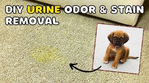 pet urine stains from carpet