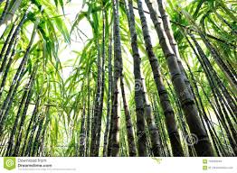 Sugarcane Plants Growing Stock Image Image Of Looking 107953549