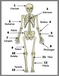 They are located quite close to the joints or point of attachment in the wrist area. Mike Graham On Twitter Body Bones Skeletal System Activities Human Body Printables