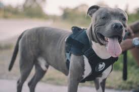 pit bull training dog training elite