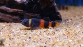 can-you-keep-1-bumblebee-goby