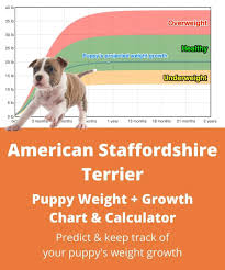 The average male measures about. American Staffordshire Terrier Weight Growth Chart 2021 How Heavy Will My American Staffordshire Terrier Weigh The Goody Pet