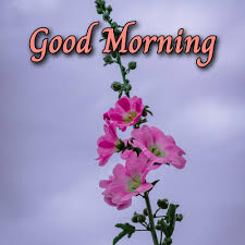 good morning flower images hd