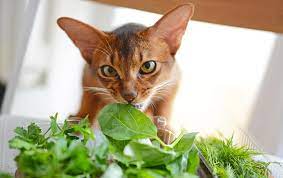 can cats eat basil cats com