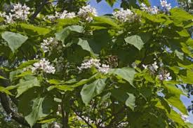 Dwarf evergreen trees make great privacy screening without growing too large. Hardy Flowering Trees Choosing Flowering Trees For Zone 6 Gardens