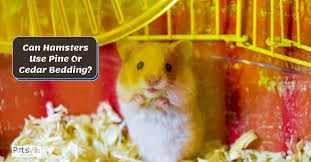 can hamsters use pine bedding or cedar