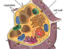 This means it takes in nutrients from the cell, breaks it down, and turns it into energy. Mitochondrion Definition Function Structure Facts Britannica