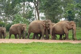 Format po 'tiket menuju surga'. Kuala Gandah Elephant Sanctuary Lanchang Ticket Price Timings Address Triphobo