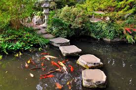 Traditional Japanese Koi Fish Gardens