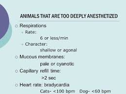 Cats' normal heart and respiratory rates and temperatures are different from humans'. Response To Anesthetic Problems And Emergencies We Are Going To Talk About Your Response To Depth Of Anesthesia Issues Cardiac Arrest Recovery Period Ppt Download