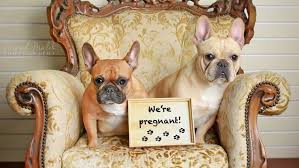 Check out our breed information page! Puppy Love This French Bulldog Maternity Photo Shoot Will Make Your Day Komo