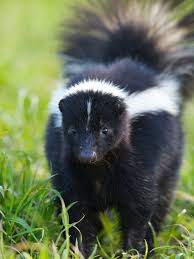 removing skunk spray from your home