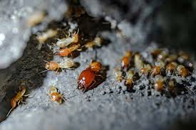 15 surprising things termites eat and