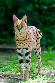 1,000+ vectors, stock photos & psd files. Serval Standing Up Animals African Wild Cat Animals Wild