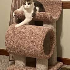 cat furniture for every breed