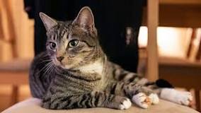 What type of cat is a mackerel tabby?