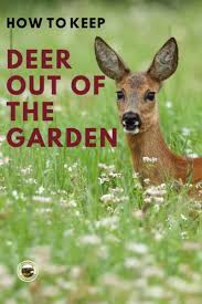 How To Keep Deer Out Of The Garden
