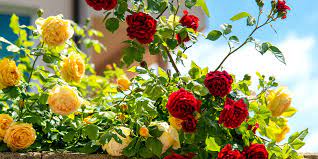 How To Care For Roses Plant Perfect