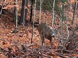treestand for deer hunting