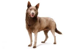 Alibaba.com offers 824 staffordshire bull terrier products. 8 Gorgeous Australian Kelpie Mix Breeds You Ll Want As Your Next Companion Healthy Homemade Dog Treats
