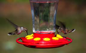 When To Put Up Hummingbird Feeders By