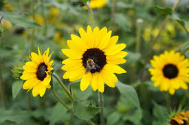 14 Best Flowers For Bees Fill Your