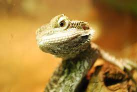 Bearded Dragon Wallpapers - Top Free ...