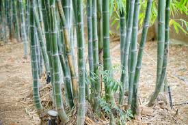 how to get rid of bamboo in your yard
