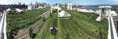 Rethinking Rooftops Produce Grower