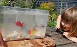 is-it-safe-to-put-fish-in-a-plastic-storage-box