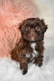 They will be vet checked, microchipped and had first 8 week vaccinations. Shih Poo Puppies For Sale Lancaster Puppies