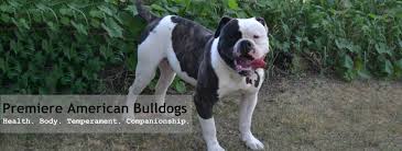 Different types (blood lines) of the in the 70s john d. American Bulldog Puppies For Sale Bruiser Bulldogs
