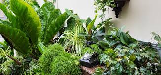 Houseplants For Shady Rooms Rhs Gardening