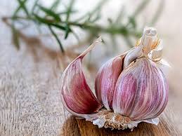 using garlic for toothaches efficacy