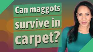30 how to get maggots out of carpet