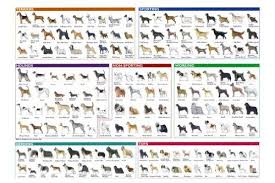 Dog Breeds Identification Mini Poster Photo Print 8x10
