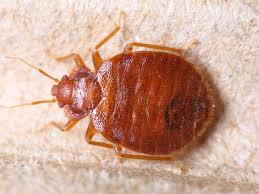 bed bugs menace natural remes to