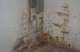 What does white mold look like? Basement Mold Removal Services In Southbury Brookfield Ct